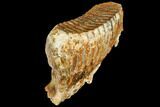 Fossil Woolly Mammoth Lower M Molar - North Sea Deposits #149766-6